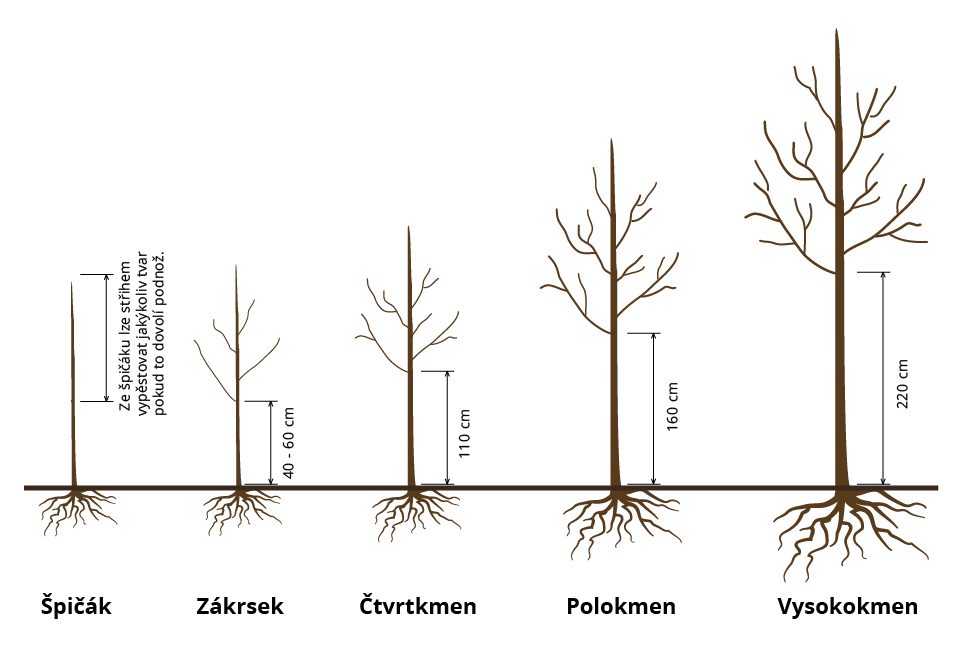 Tvar stromu